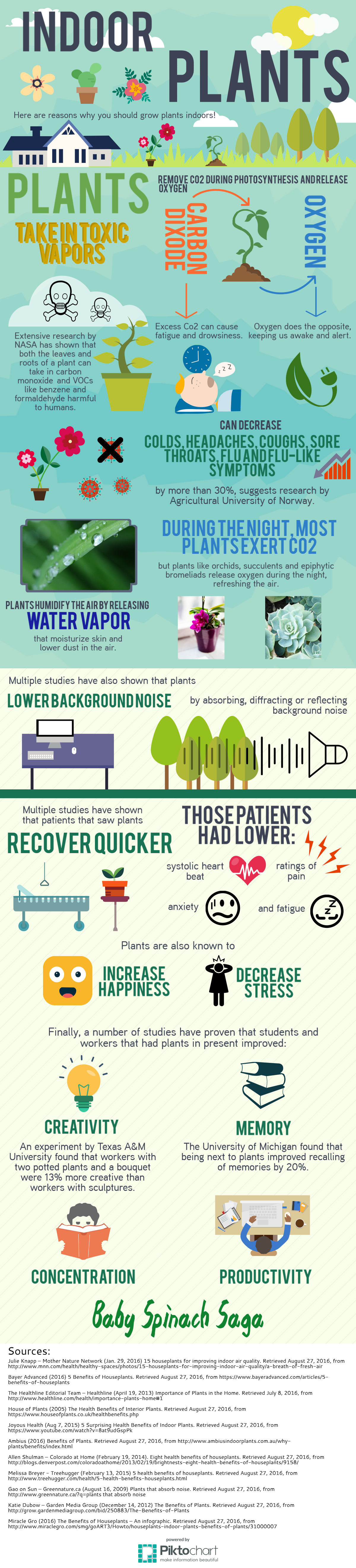 baby_spinach_saga_indoor_plants_infographic_full