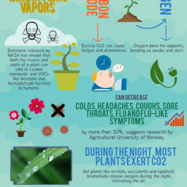 Indoor Plants – Reasons why you Should grow Plants Indoors Infographic